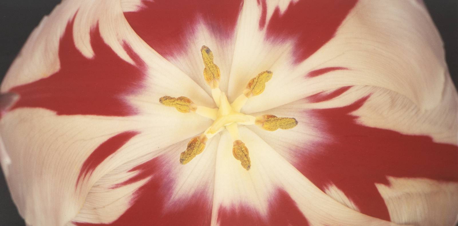 Nobuyoshi Araki, Fleurs du mal, Maison Guerlain, Exposition