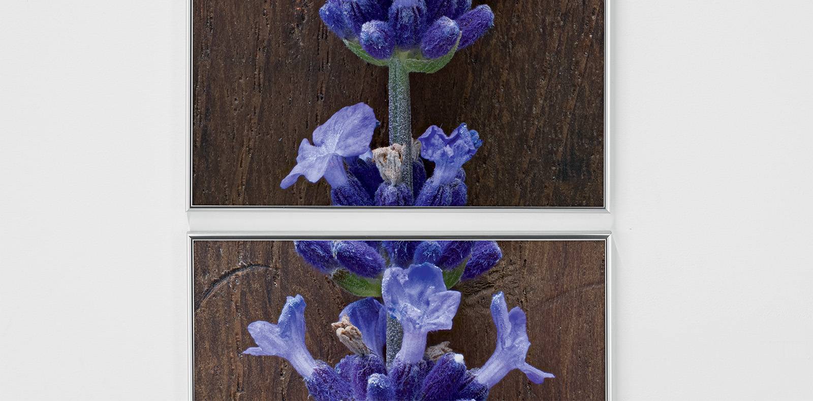 Pierre Joseph, photographie, fleurs, végétal, galerie Air de Paris