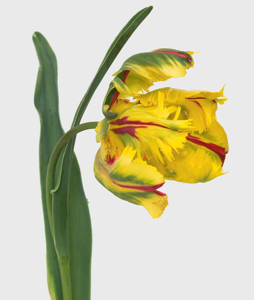 Pierre Joseph, photographie, fleurs, végétal, galerie Air de Paris